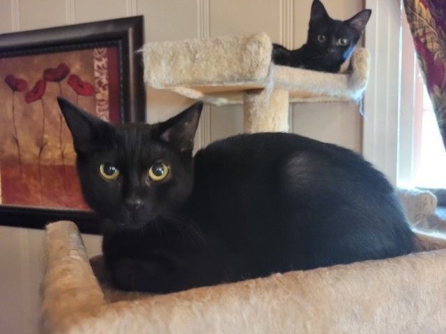 Enlarge Goose, a Adoptable mixed breed in Tyler, TX image 1/3