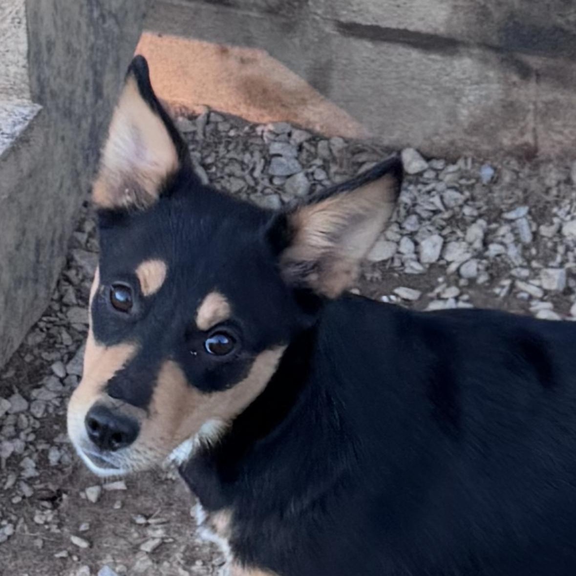 Enlarge Rory, a Adoptable mixed breed in Chuckey, TN image 2/3