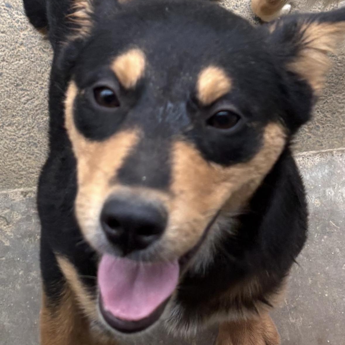 Rory, Adoptable, Young Female Beagle.
