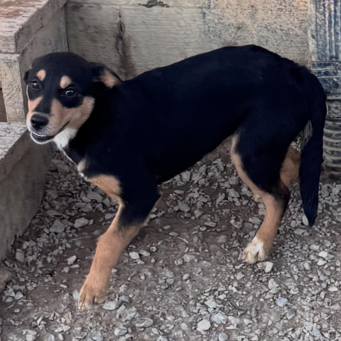 Enlarge Rory, a Adoptable mixed breed in Chuckey, TN image 3/3