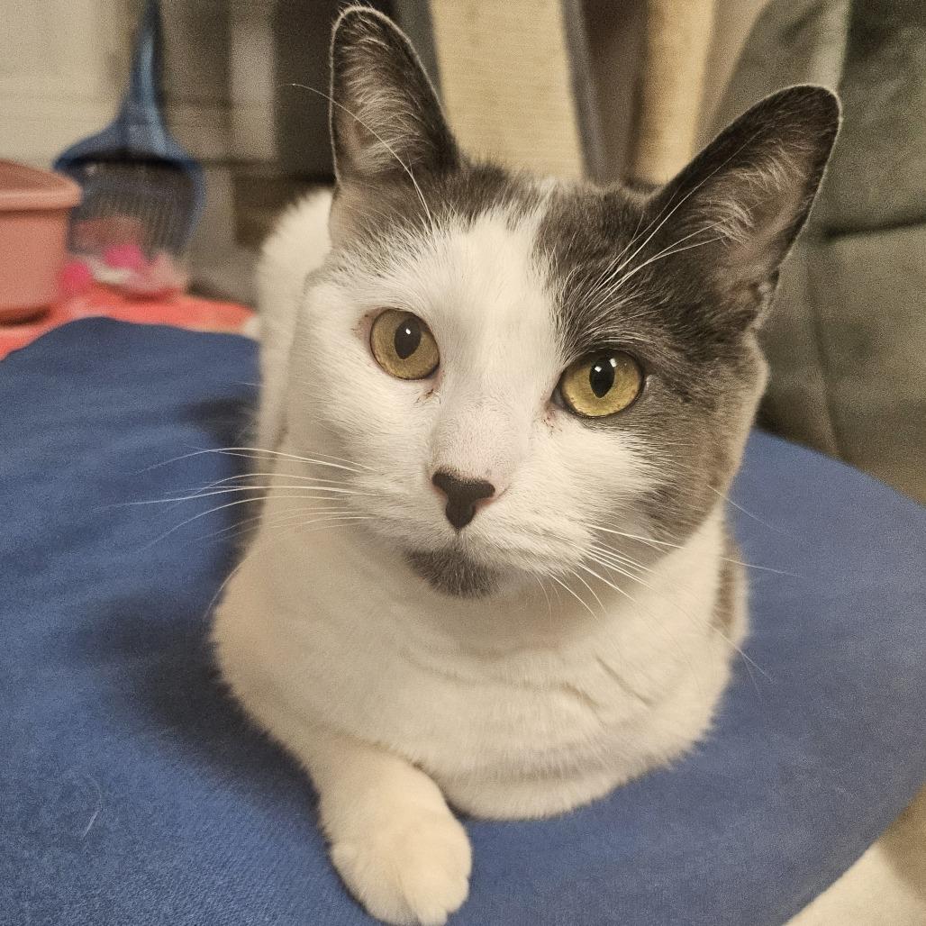 Tetris, a Adoptable Domestic Short Hair in South Elgin, IL image 1/6
