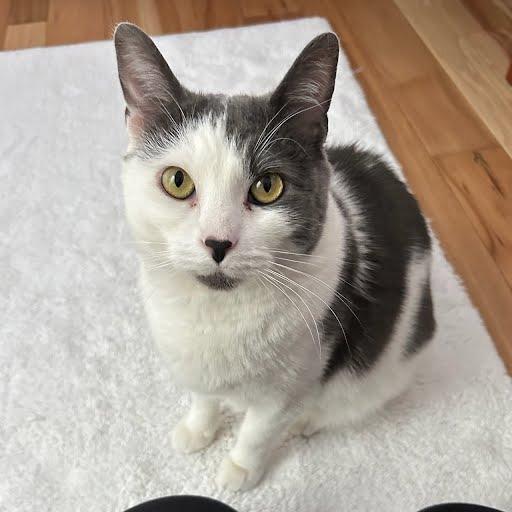 Tetris, a Adoptable Domestic Short Hair in South Elgin, IL image 2/6