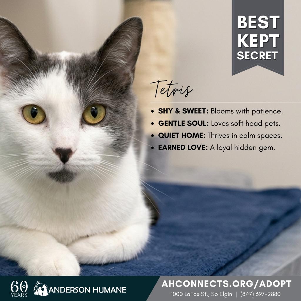 Tetris, a Adoptable Domestic Short Hair in South Elgin, IL image 3/6