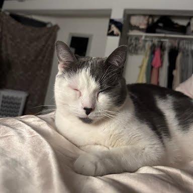 Tetris, a Adoptable Domestic Short Hair in South Elgin, IL image 4/6
