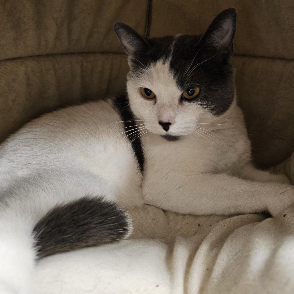 Tetris, a Adoptable Domestic Short Hair in South Elgin, IL image 5/6