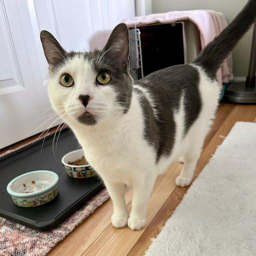 Tetris, a Adoptable Domestic Short Hair in South Elgin, IL image 6/6