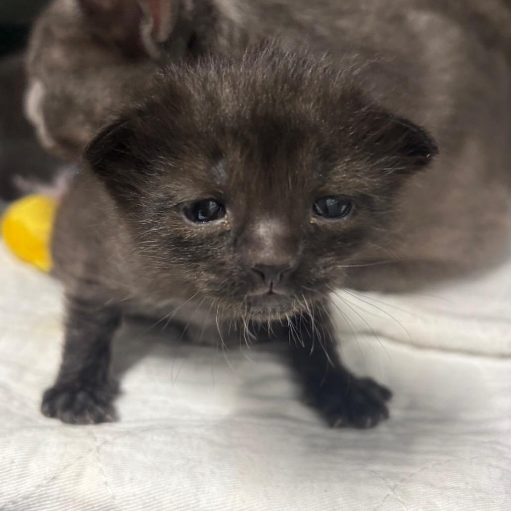 Black/White/Grey, a Adoptable Domestic Short Hair in Springtown, TX image 1/2