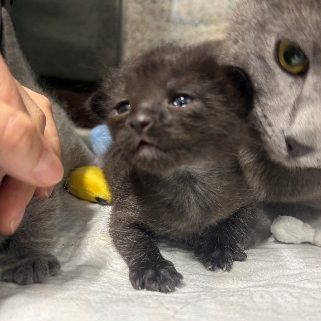 Black/White/Grey, a Adoptable Domestic Short Hair in Springtown, TX image 2/2