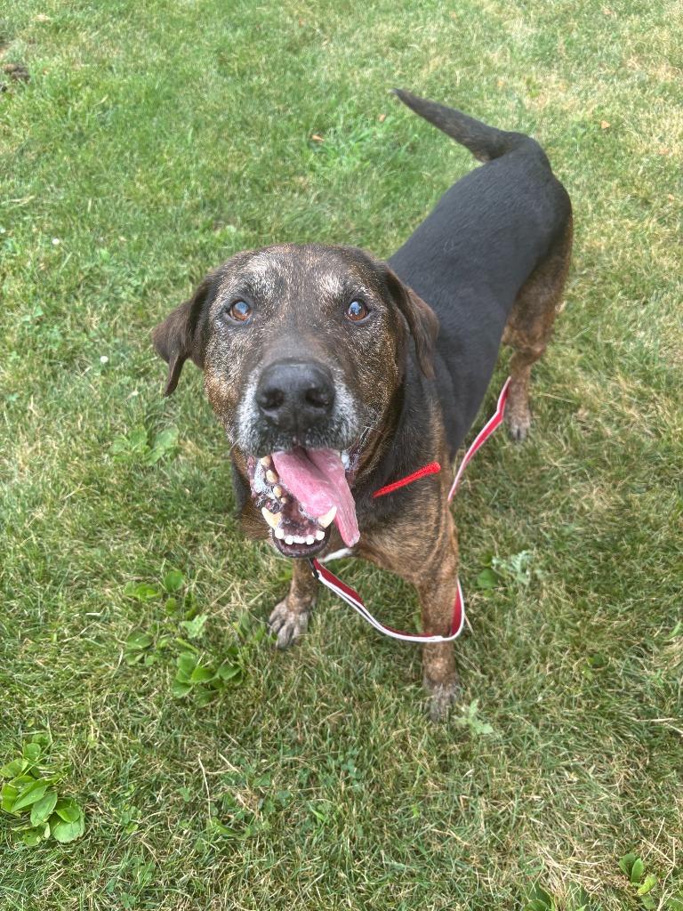 Enlarge Bear, a Adoptable Hound in Findlay, OH image 1/6