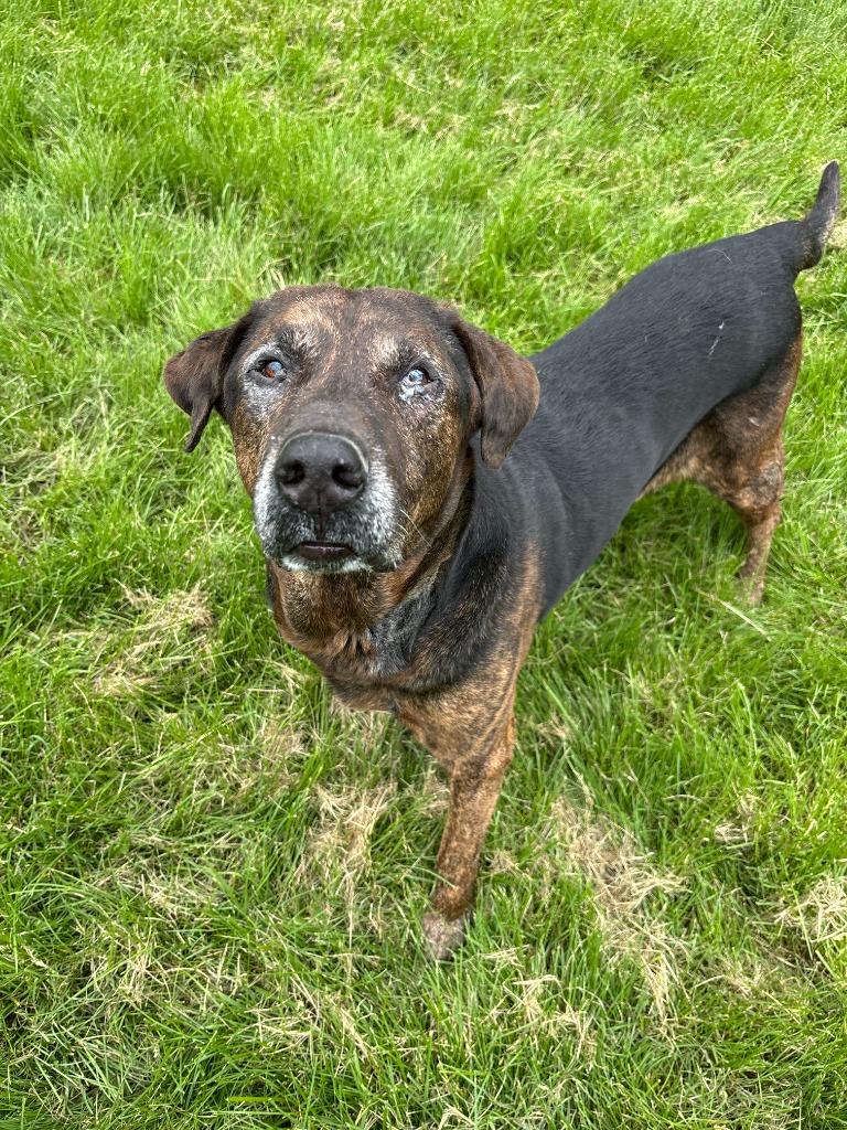 Enlarge Bear, a Adoptable Hound in Findlay, OH image 2/6