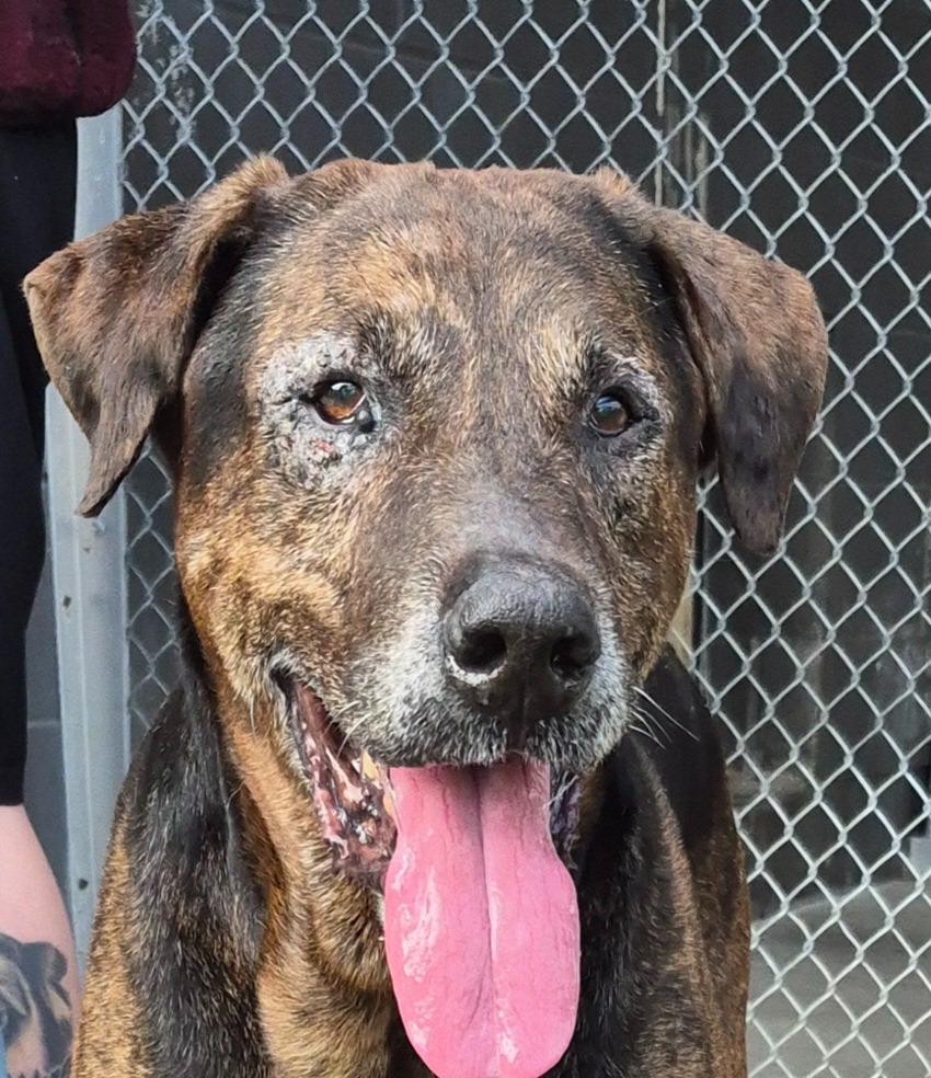 Enlarge Bear, a Adoptable Hound in Findlay, OH image 3/6