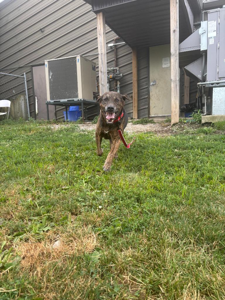 Enlarge Bear, a Adoptable Hound in Findlay, OH image 4/6