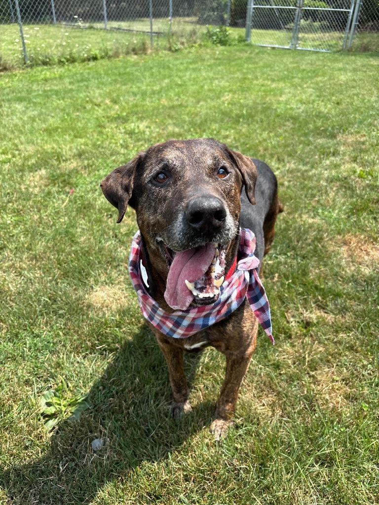 Enlarge Bear, a Adoptable Hound in Findlay, OH image 5/6
