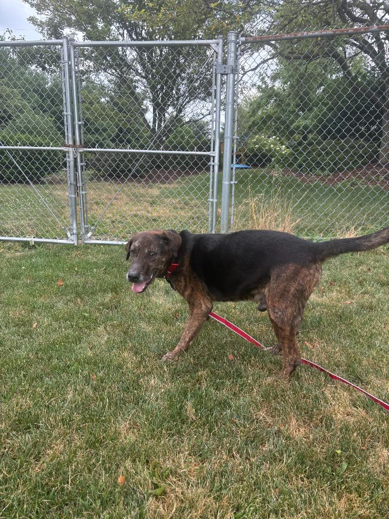 Enlarge Bear, a Adoptable Hound in Findlay, OH image 6/6