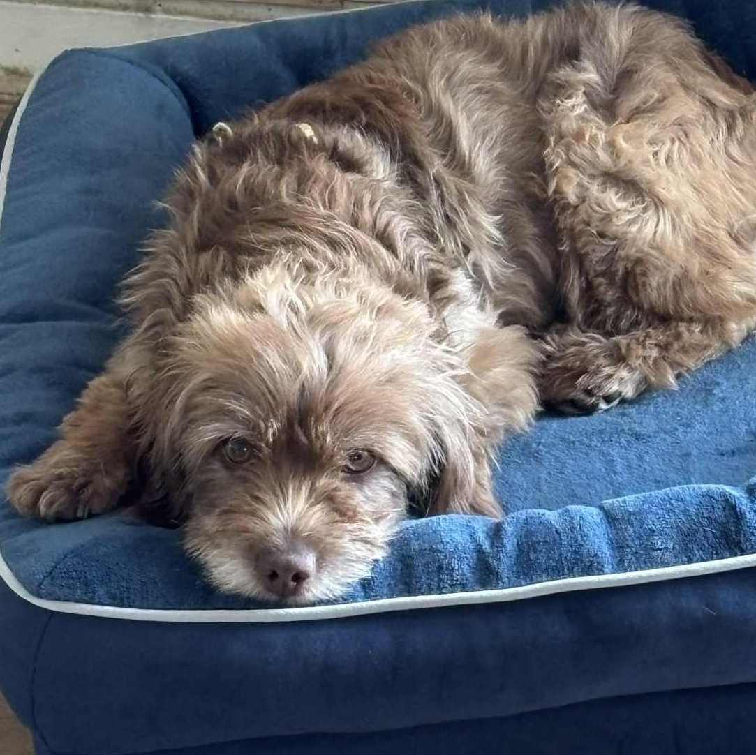 Enlarge Sunshine, a Adoptable mixed breed in Cherry Hill, NJ image 1/6