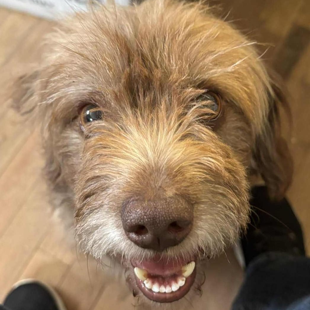 Enlarge Sunshine, a Adoptable mixed breed in Cherry Hill, NJ image 2/6