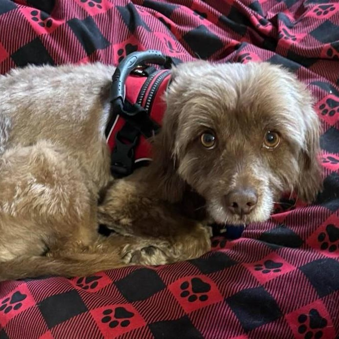 Enlarge Sunshine, a Adoptable mixed breed in Cherry Hill, NJ image 3/6