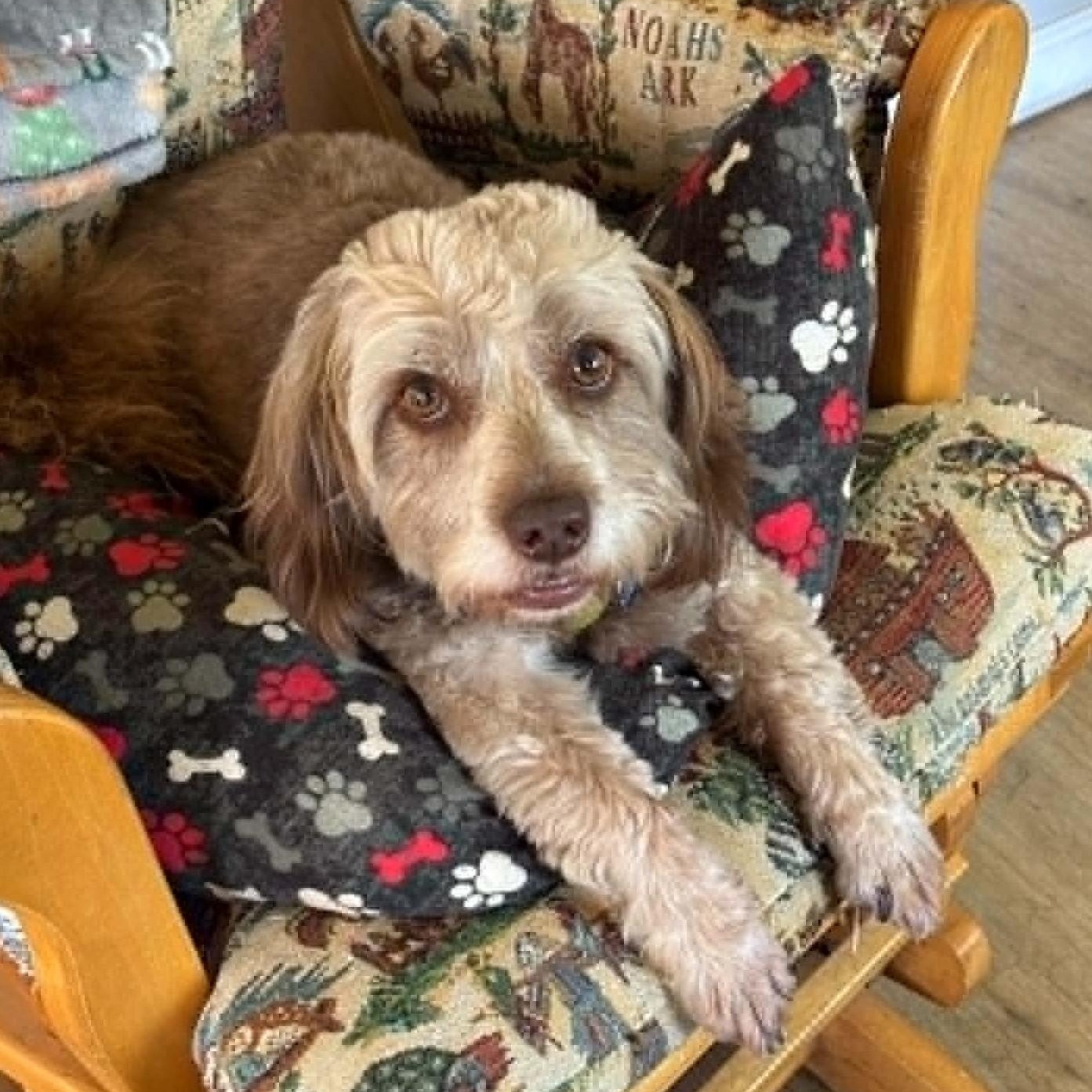 Sunshine, adoptable, Young Male Terrier.