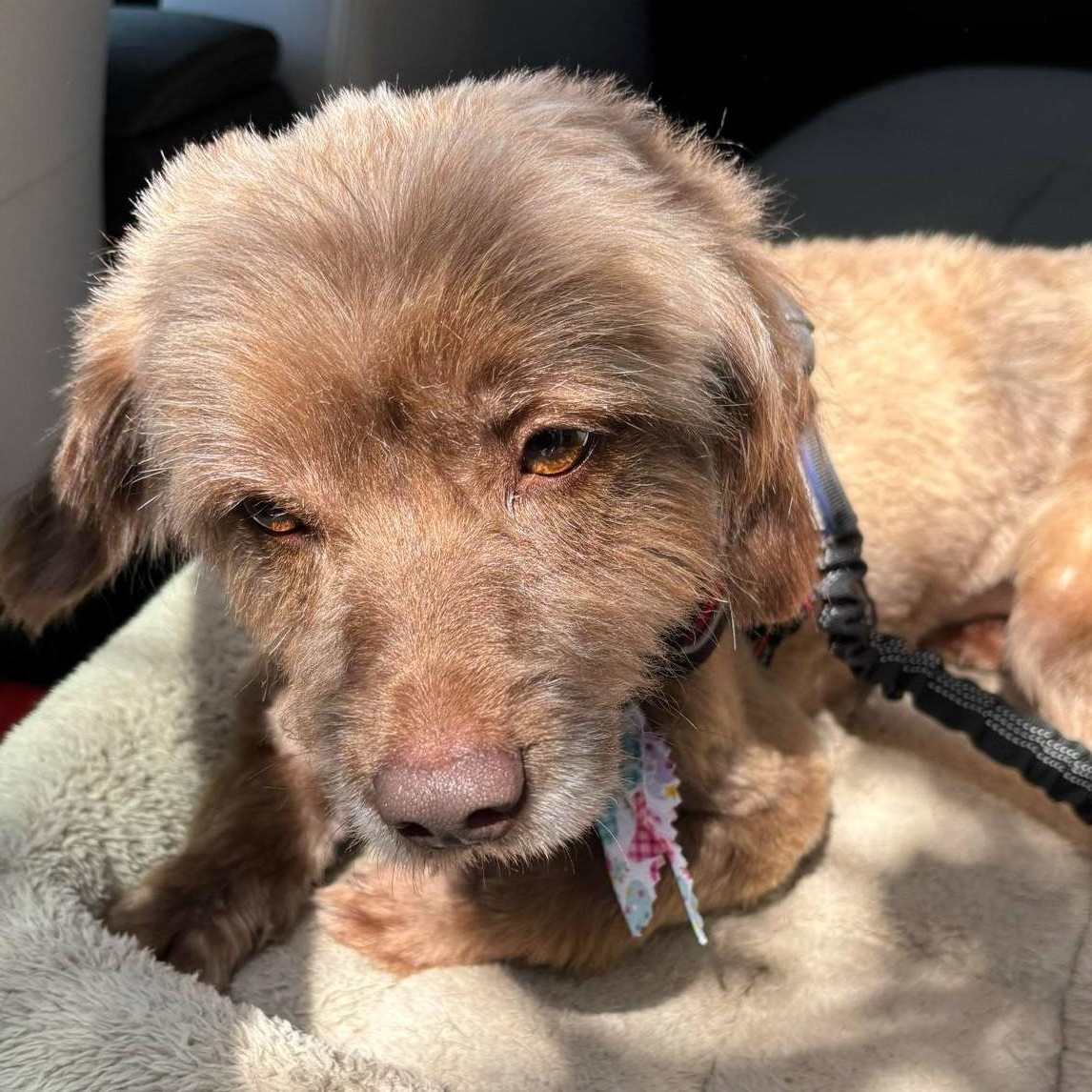 Enlarge Sunshine, a Adoptable mixed breed in Cherry Hill, NJ image 4/6