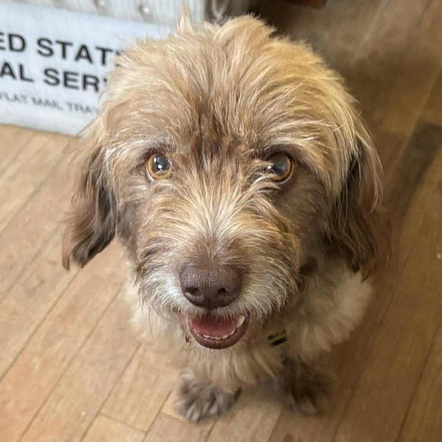 Enlarge Sunshine, a Adoptable mixed breed in Cherry Hill, NJ image 5/6