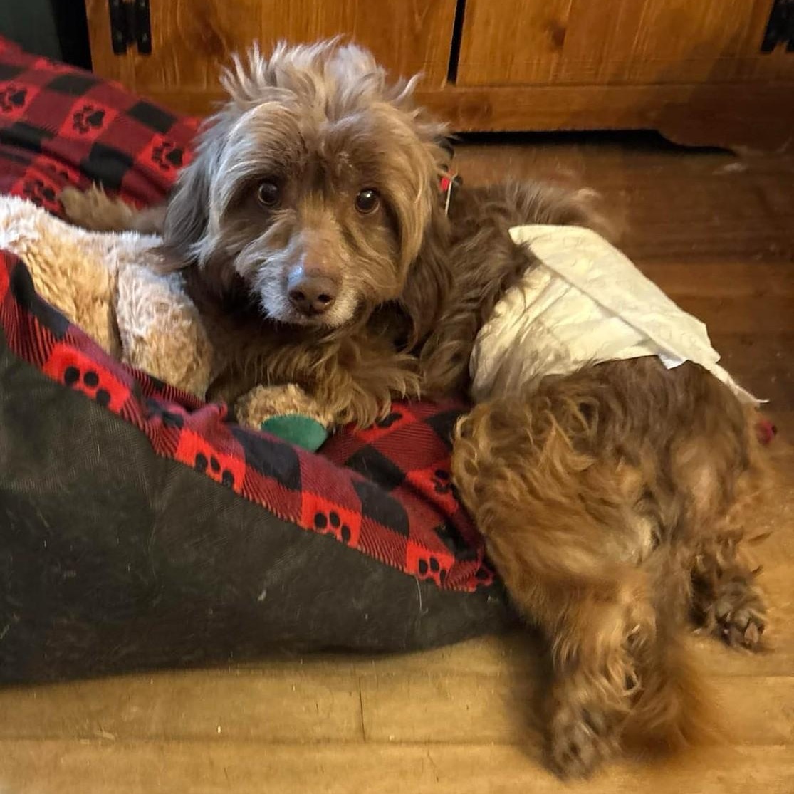 Enlarge Sunshine, a Adoptable mixed breed in Cherry Hill, NJ image 6/6