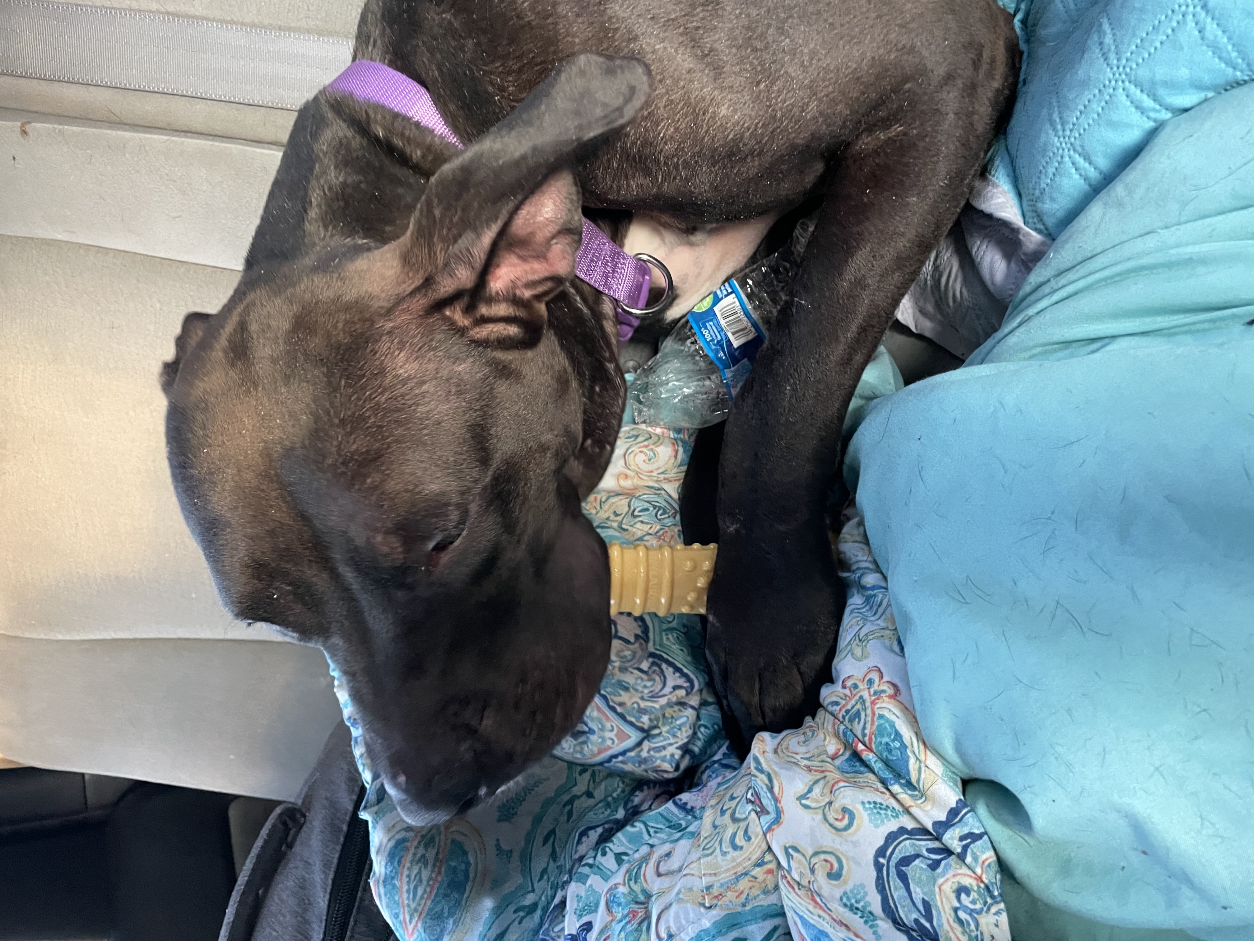 Huckleberry, Young Male Pit Bull Terrier