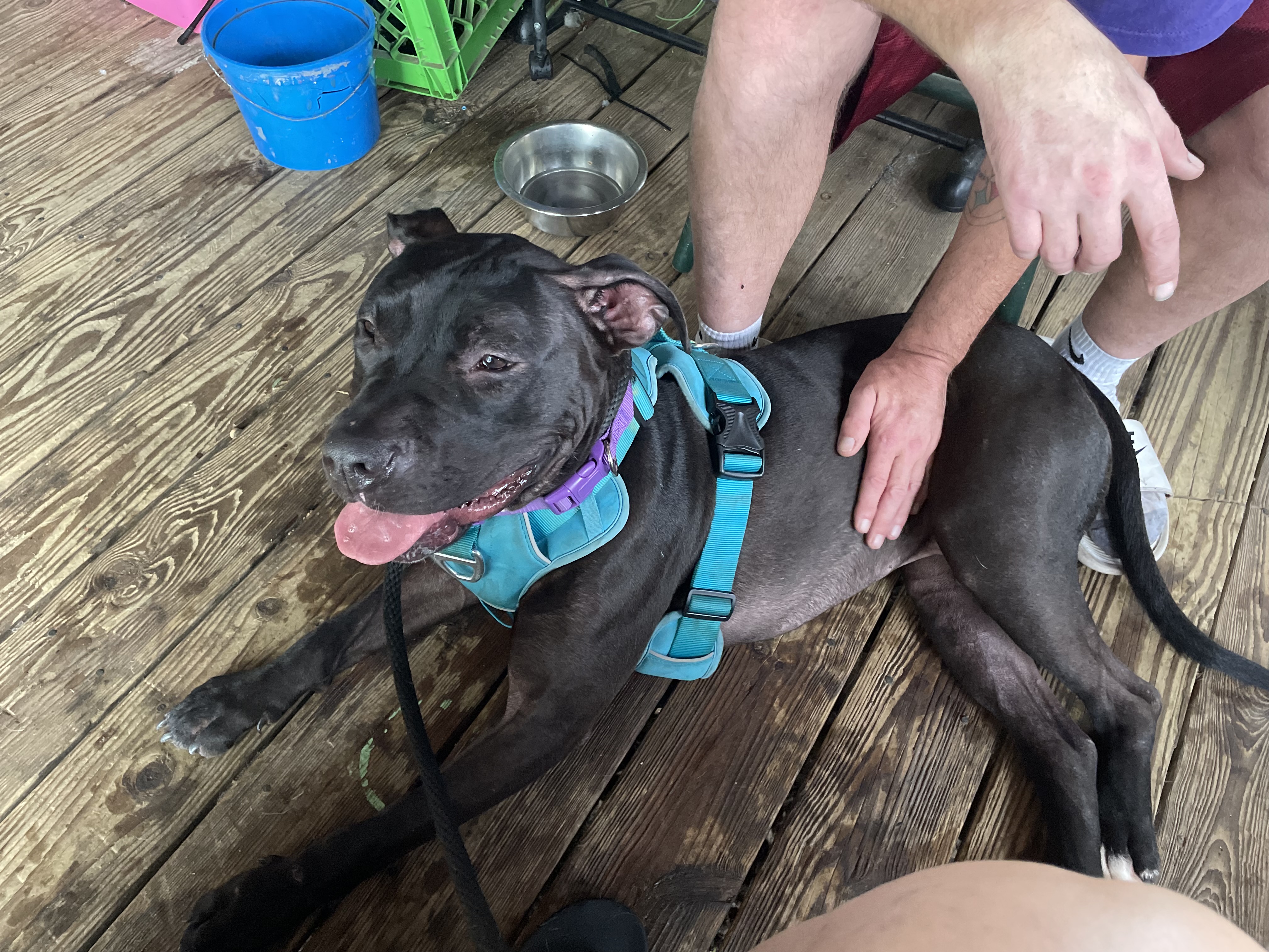 Huckleberry
