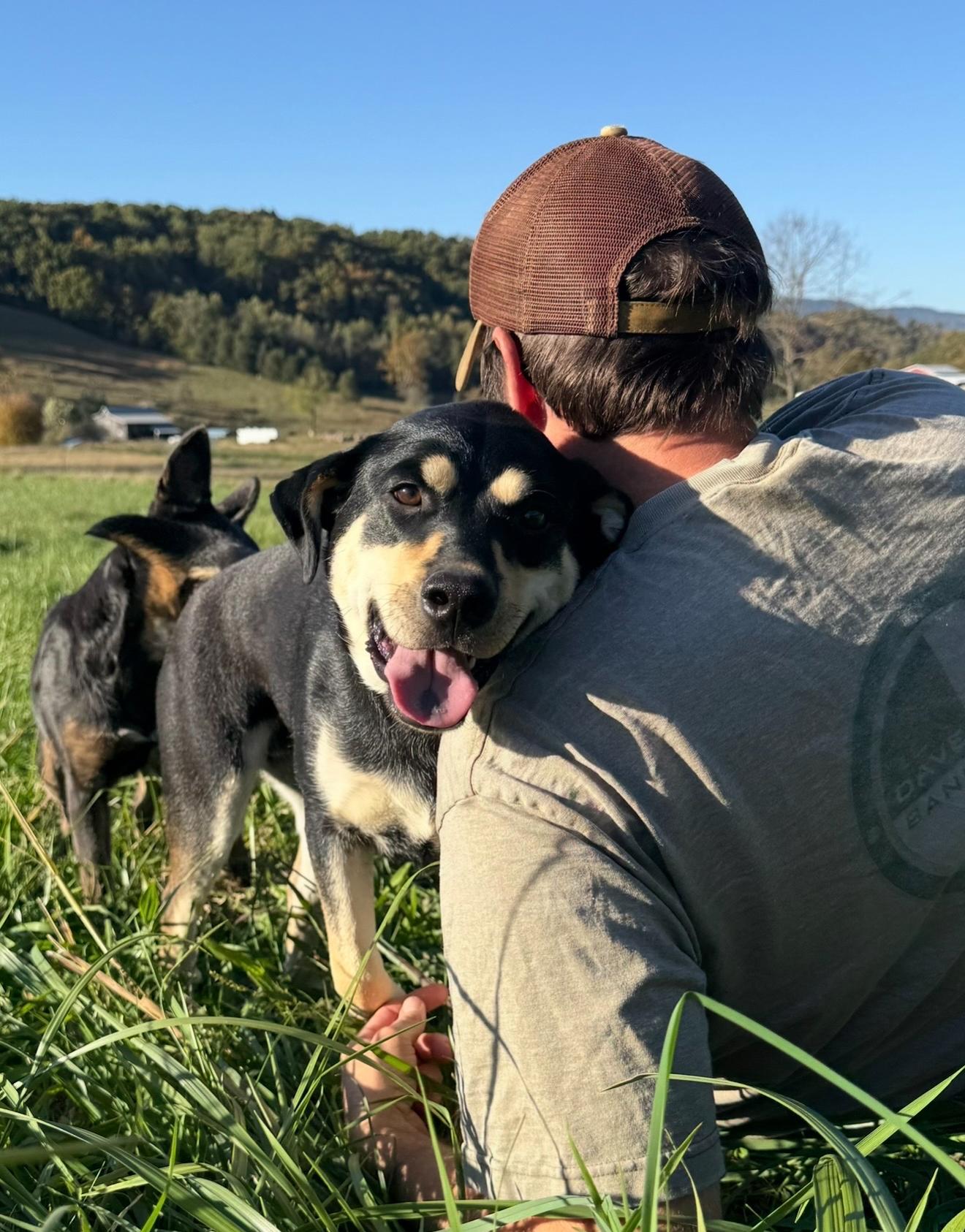 Enlarge Johnna, a Adoptable mixed breed in Brentwood, TN image 2/5