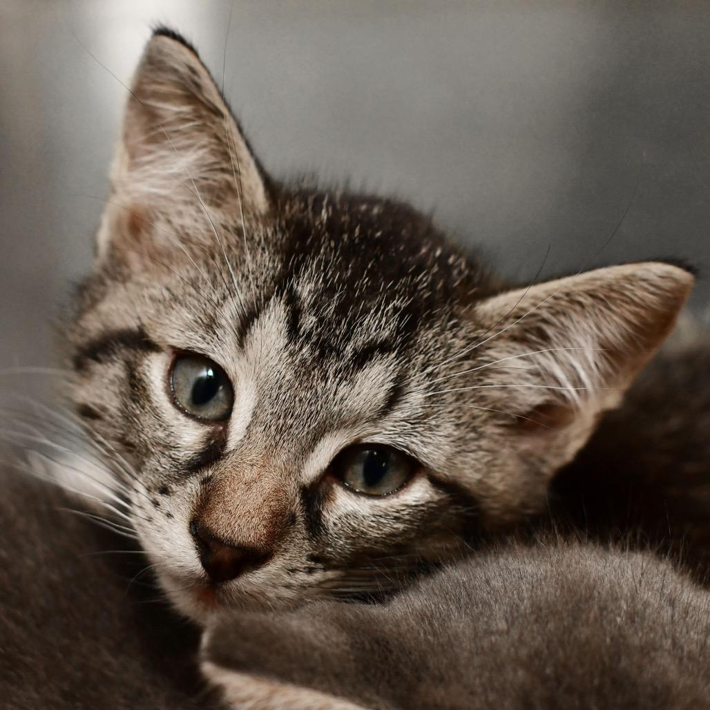 Rigatoni, Adoptable, Kitten Male Domestic Short Hair.