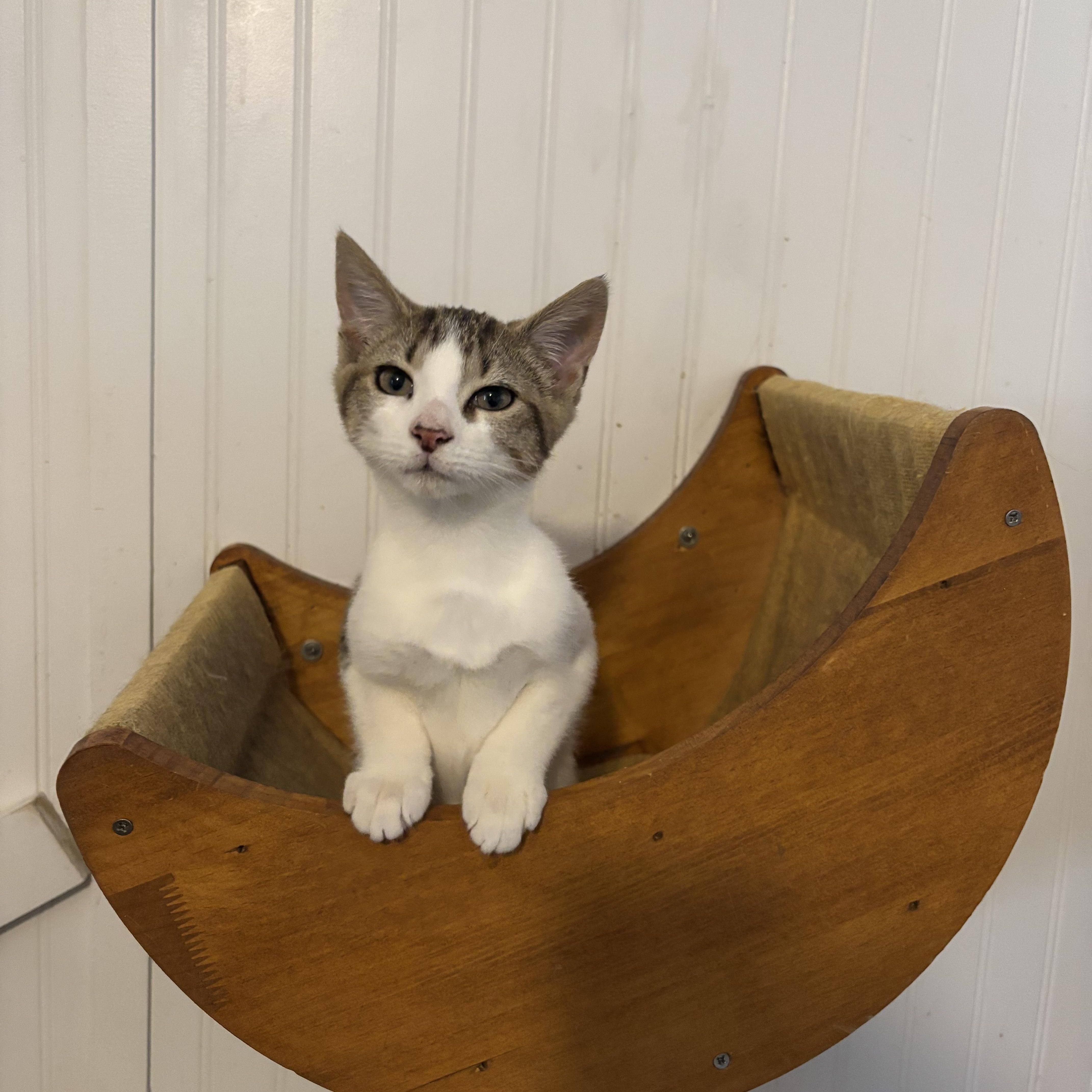 Newt, adopted, Young Male Domestic Short Hair.
