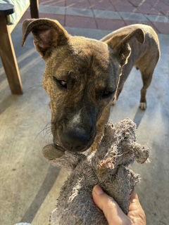 Chet - Charming Boy!, Adoptable, Adult Male Plott Hound.