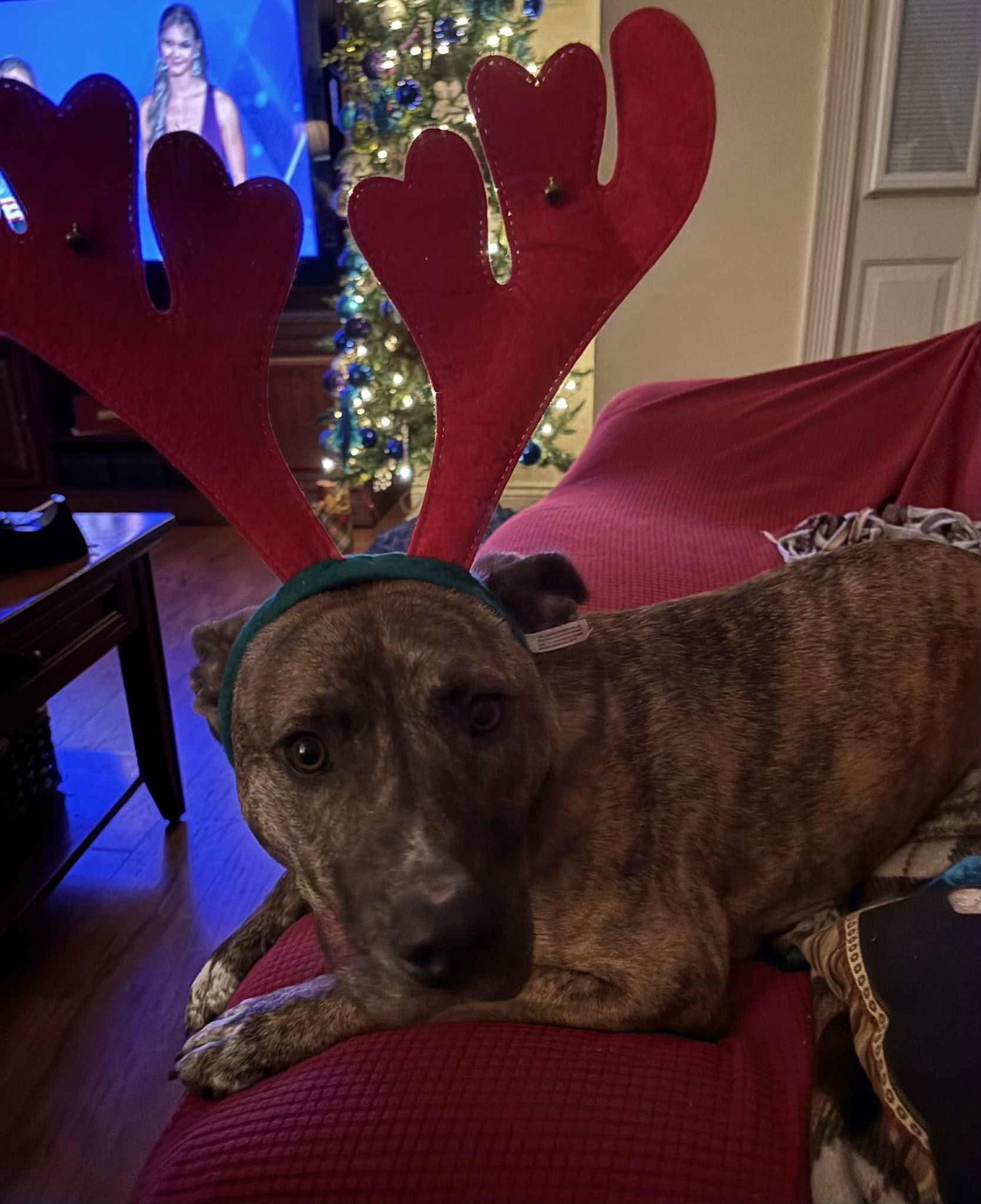 Chet - Charming Boy!, Adoptable, Adult Male Plott Hound.