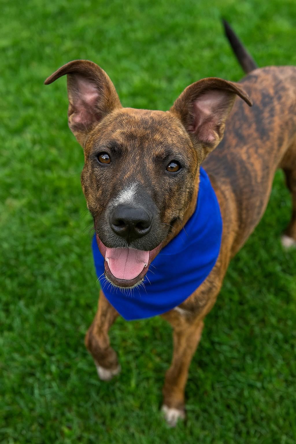 Enlarge Chet - Charming Boy!, a Adoptable Plott Hound in Oakhurst, NJ image 2/3