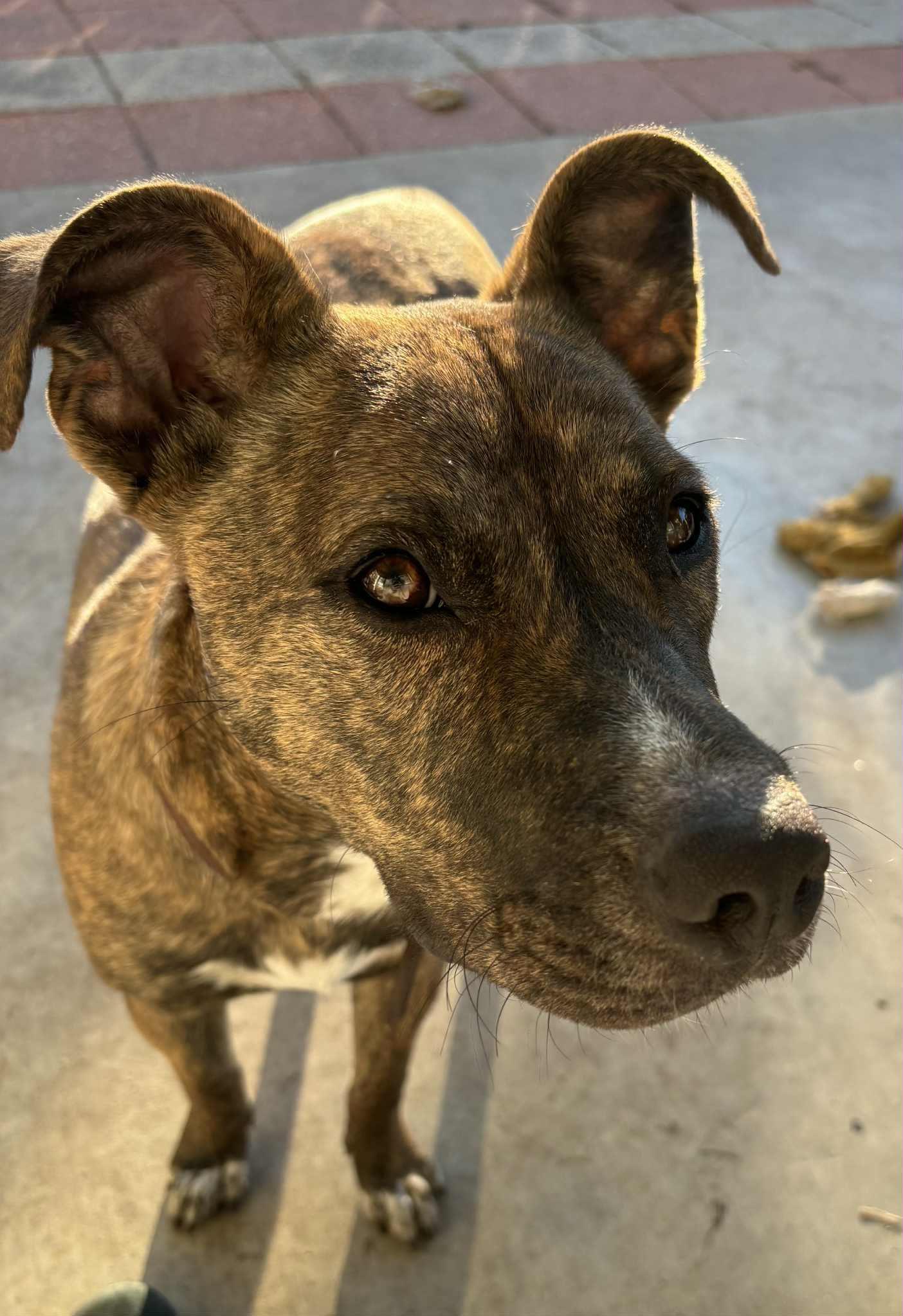 Enlarge Chet - Charming Boy!, a Adoptable Plott Hound in Oakhurst, NJ image 3/3