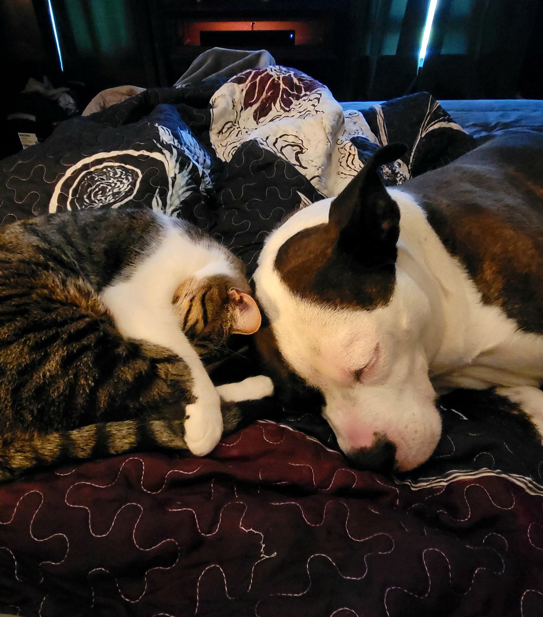 Artemis, Adoptable, Adult Female Pit Bull Terrier.