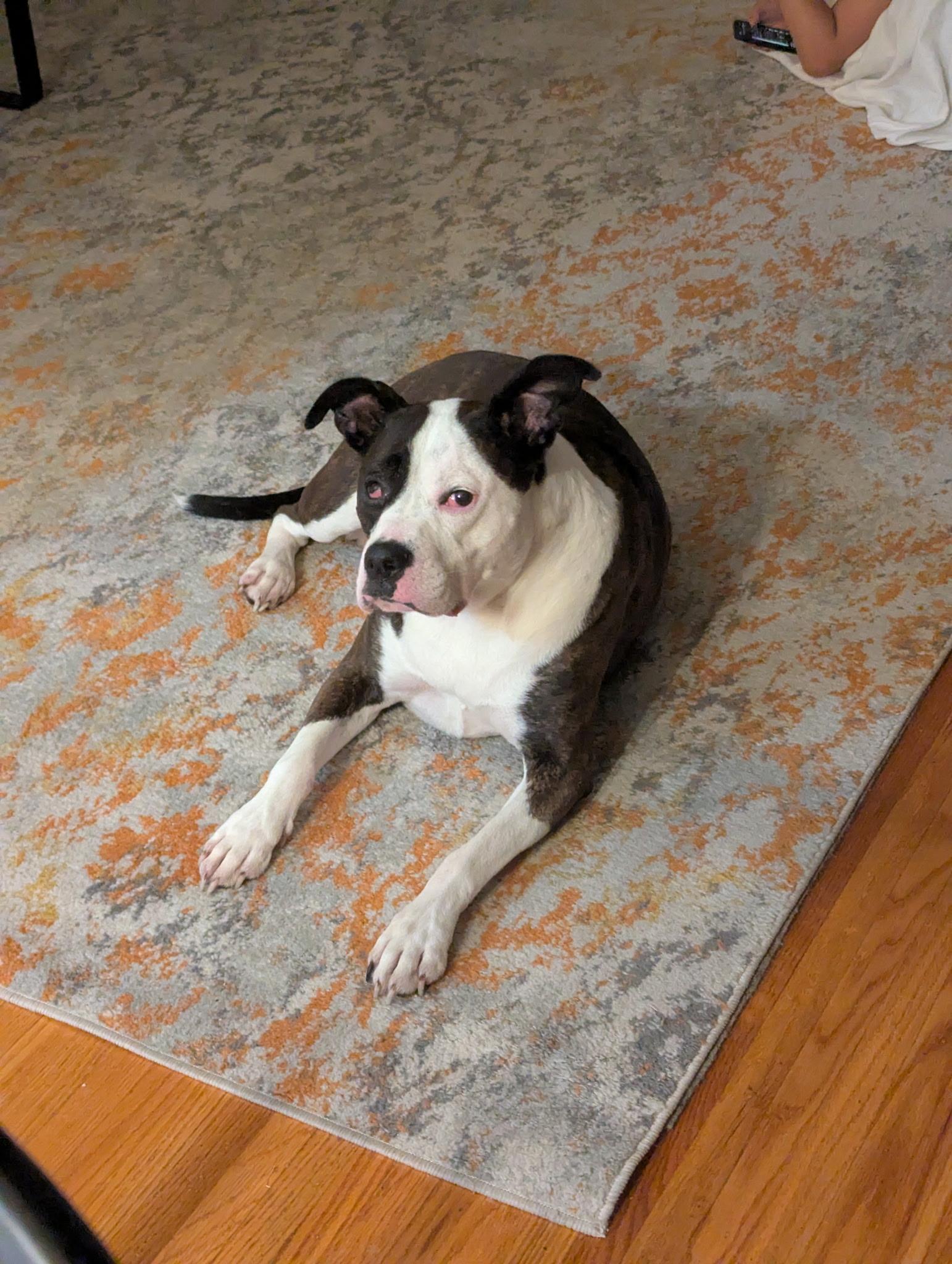 Artemis, Adoptable, Adult Female Pit Bull Terrier.