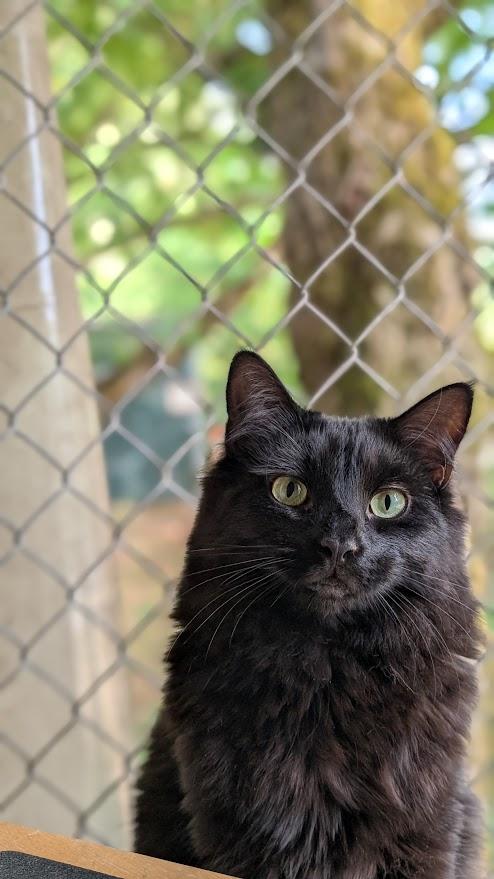 Michael, Adoptable, Adult Male Domestic Medium Hair.