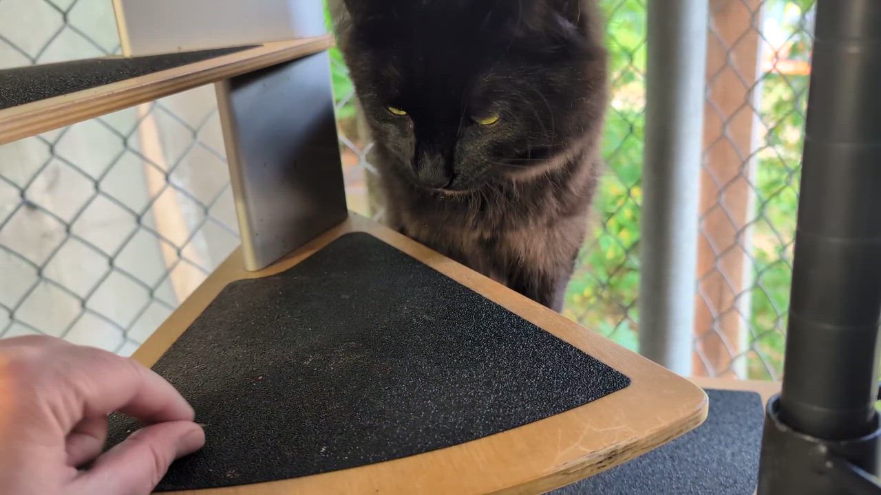 Enlarge Michael, a Adoptable Domestic Medium Hair in Coquitlam, BC video 4/4