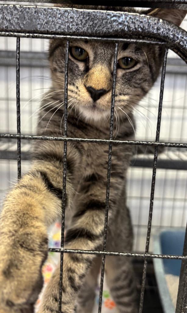 Bart, Adoptable, Young Male Domestic Medium Hair.