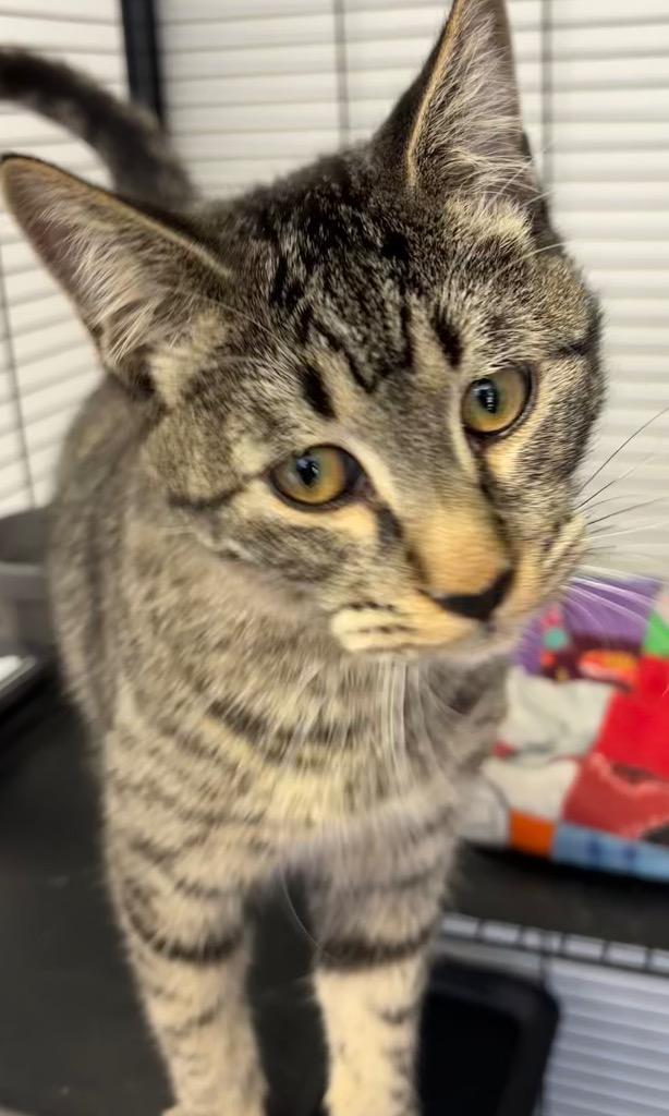 Enlarge Bart, a Adoptable mixed breed in Midland, TX image 2/2