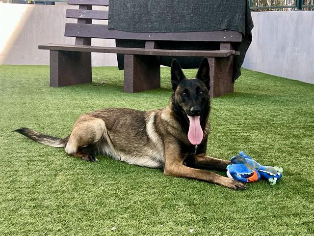 JUICE, Adoptable, Young Female Belgian Shepherd / Malinois.