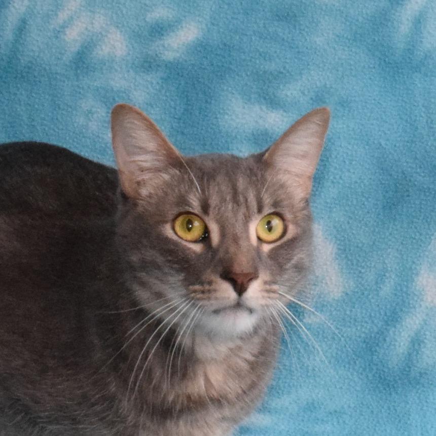 Enlarge Gravy, a Adoptable Domestic Short Hair in Eureka, CA image 1/3