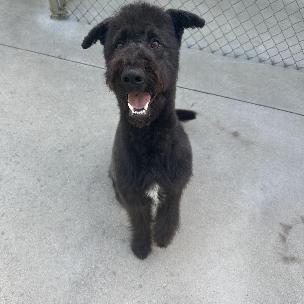 Boscoe, Adoptable, Adult Male Labrador Retriever & English Shepherd.