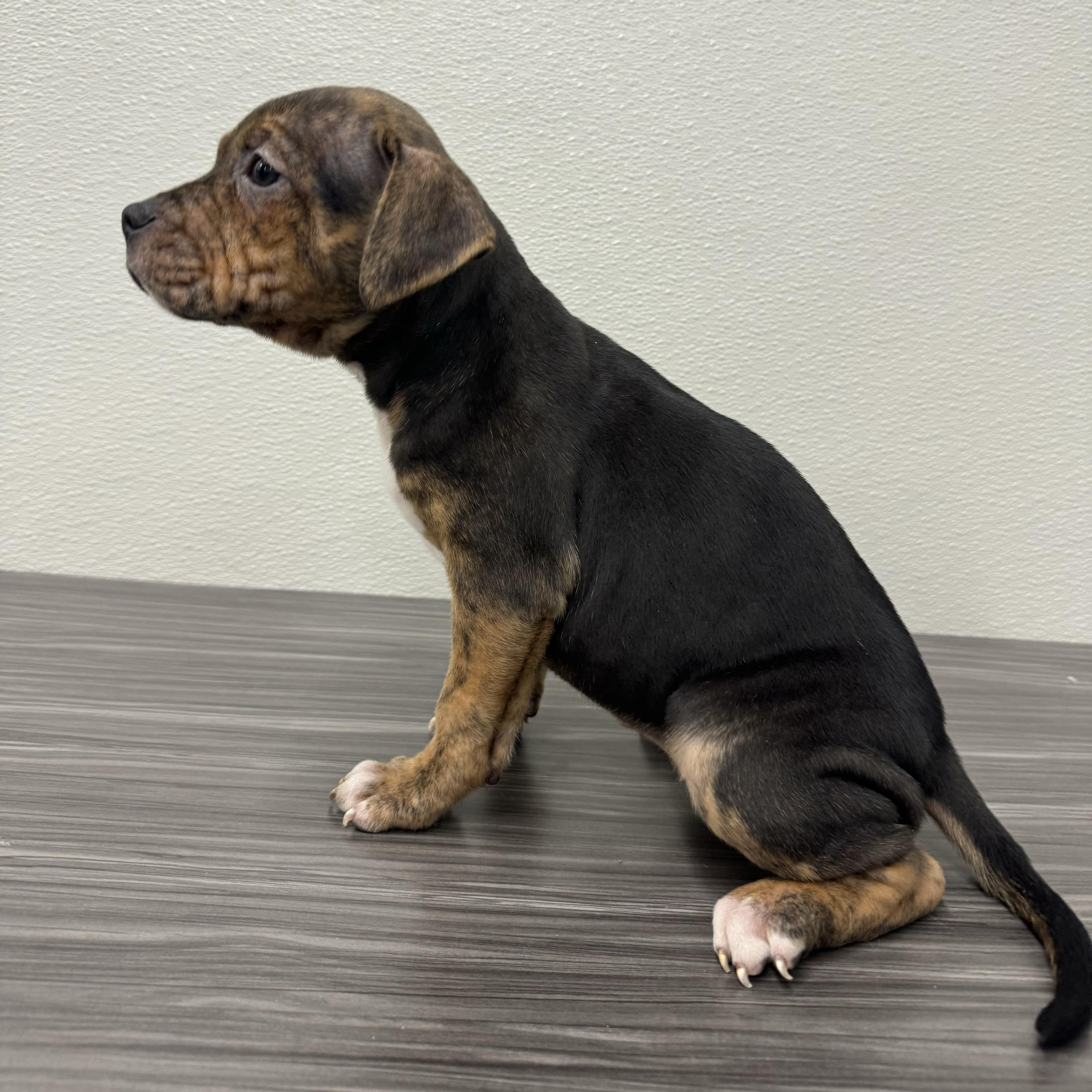 Enlarge Spice, a ADOPTABLE mixed breed in China Township, MI image 4/6