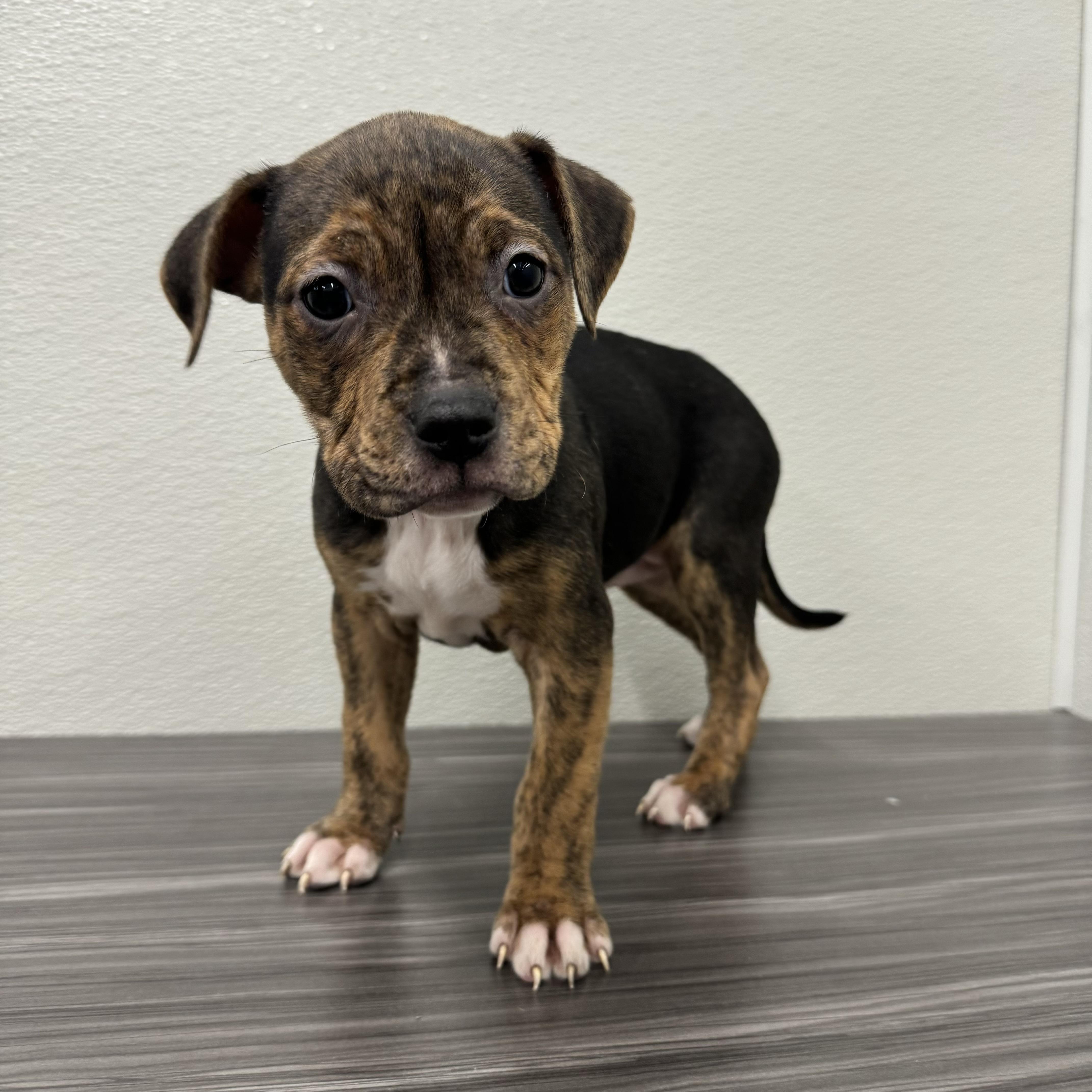 Enlarge Spice, a ADOPTABLE mixed breed in China Township, MI image 3/6