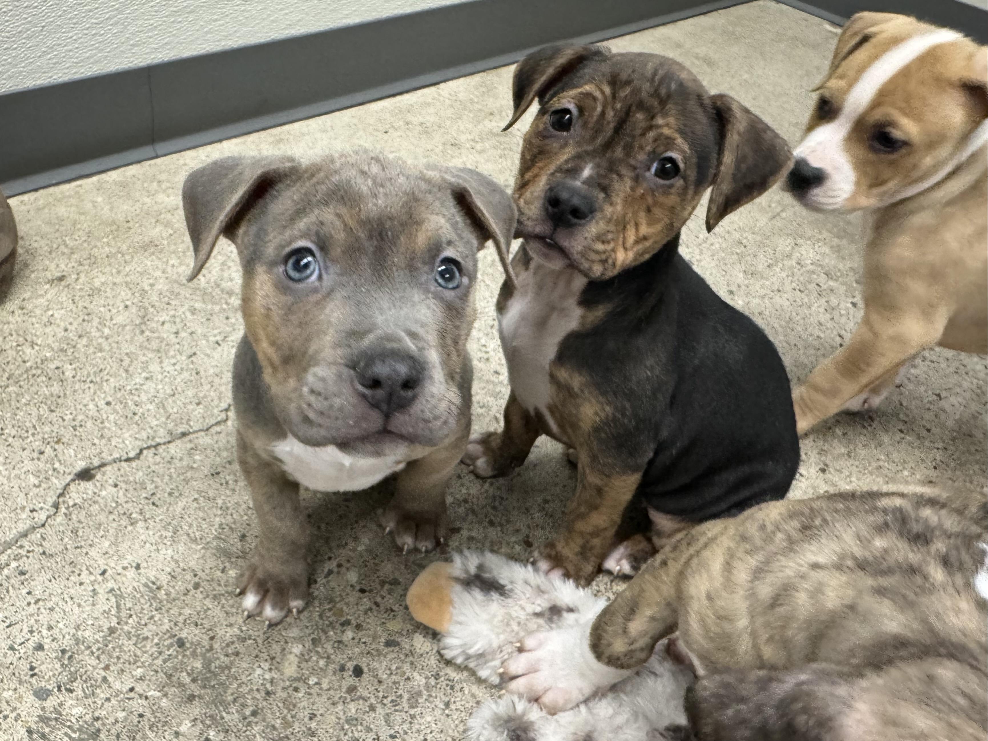 Enlarge Spice, a ADOPTABLE mixed breed in China Township, MI image 5/6