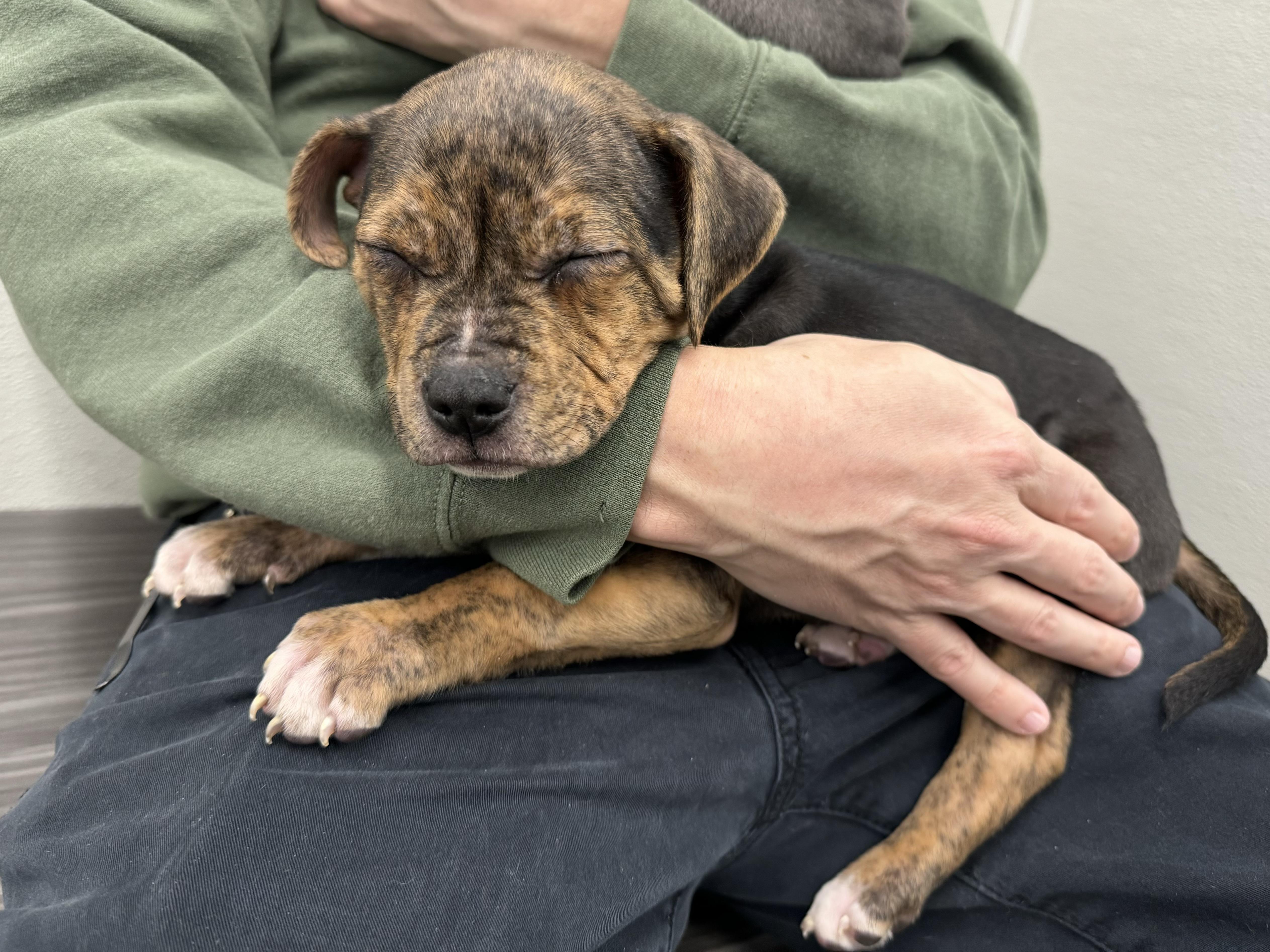 Enlarge Spice, a ADOPTABLE mixed breed in China Township, MI image 2/6