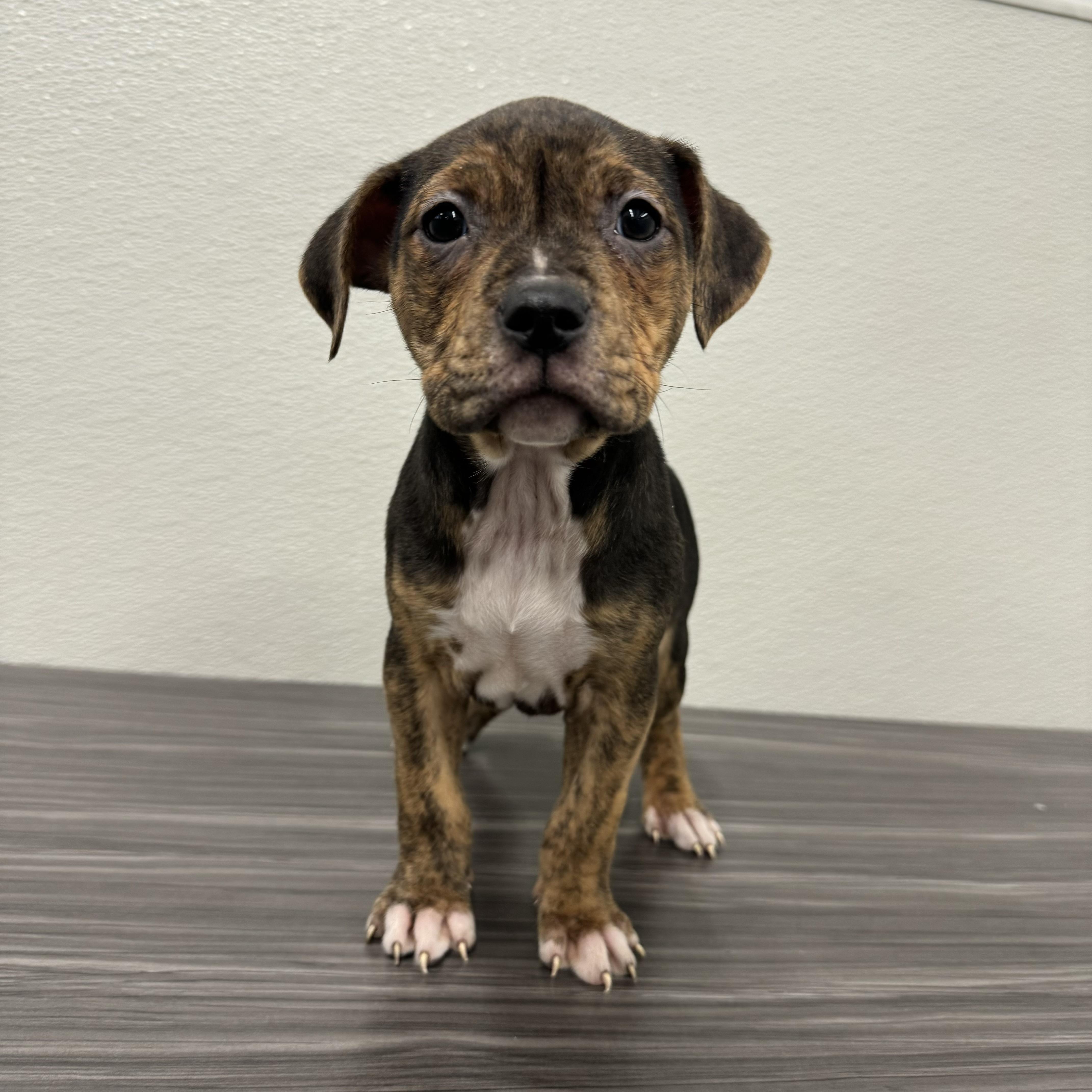 Spice, ADOPTABLE, Puppy Female Pit Bull Terrier & American Bulldog.