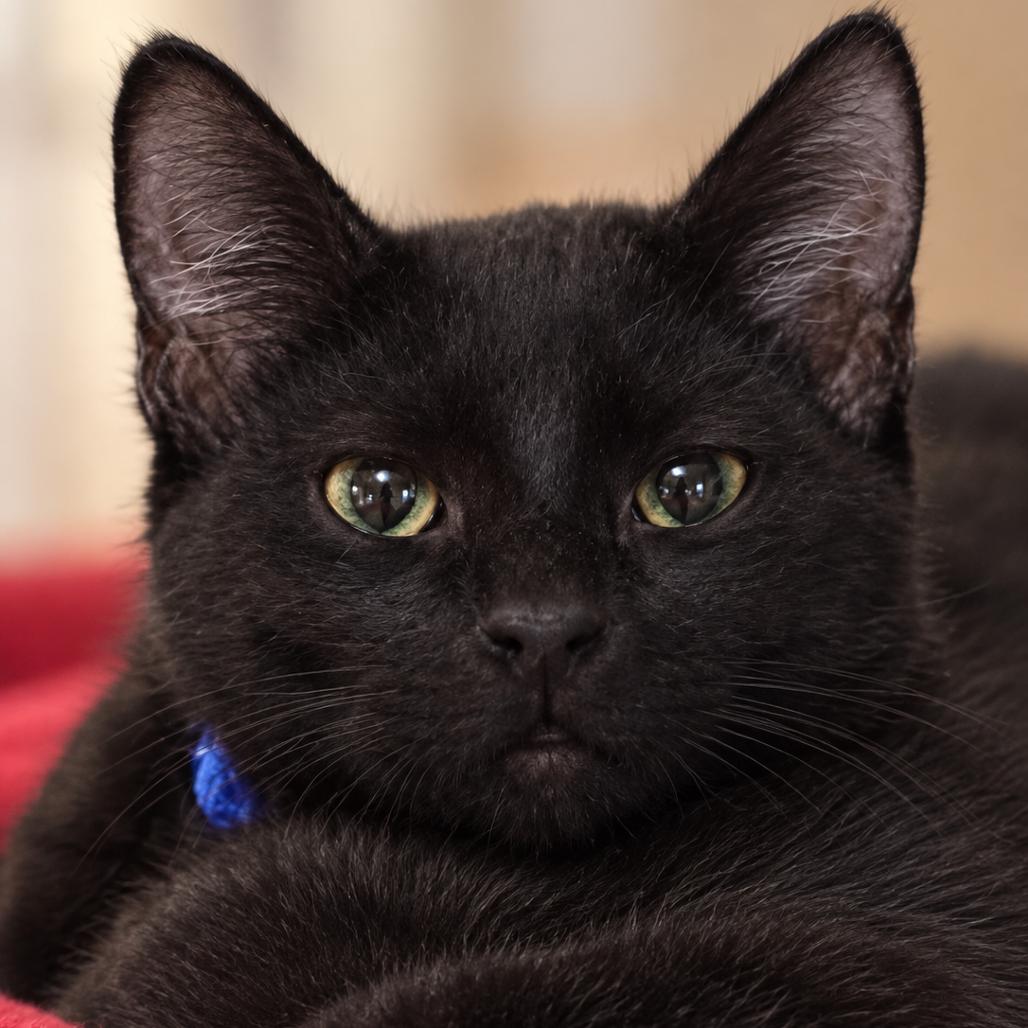 Enlarge Fable, a Adopted Domestic Short Hair in Rixeyville, VA image 2/2