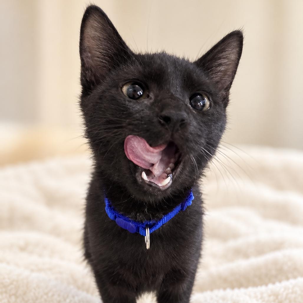 Fable, Adopted, Kitten Male Domestic Short Hair.